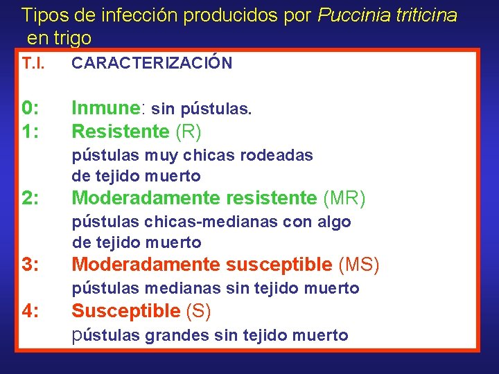 Tipos de infección producidos por Puccinia triticina en trigo T. I. CARACTERIZACIÓN 0: 1: