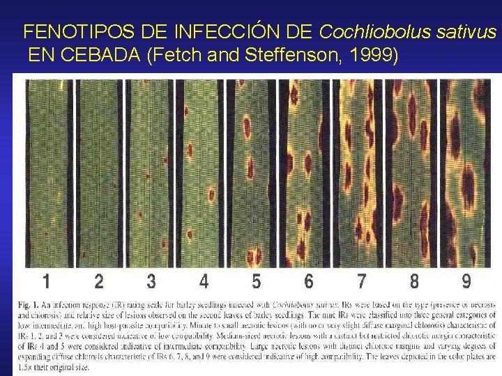 FENOTIPOS DE INFECCIÓN DE Cochliobolus sativus EN CEBADA (Fetch and Steffenson, 1999) 