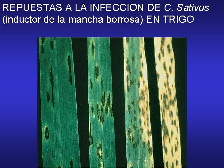 REPUESTAS A LA INFECCION DE C. Sativus (inductor de la mancha borrosa) EN TRIGO