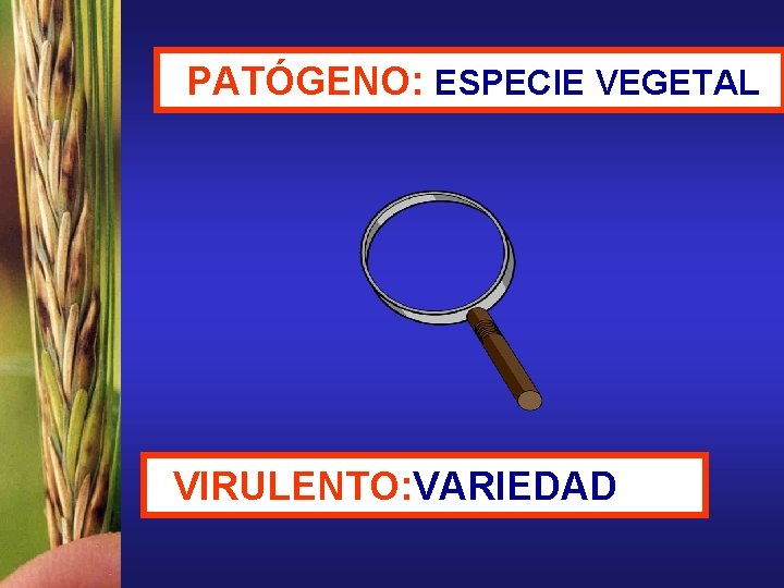 PATÓGENO: ESPECIE VEGETAL VIRULENTO: VARIEDAD 