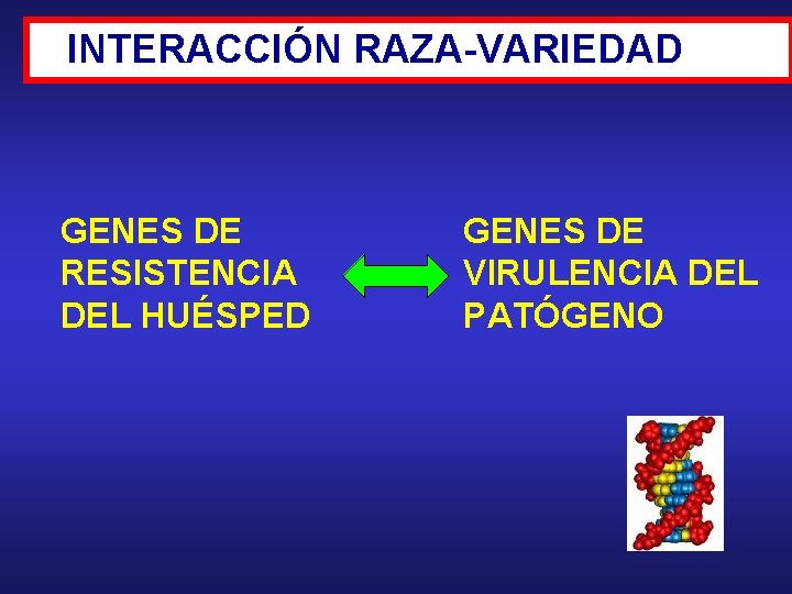 INTERACCIÓN RAZA-VARIEDAD GENES DE RESISTENCIA DEL HUÉSPED GENES DE VIRULENCIA DEL PATÓGENO 