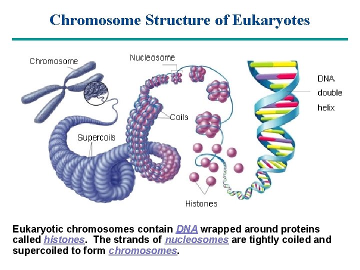 Chromosome Structure of Eukaryotes Eukaryotic chromosomes contain DNA wrapped around proteins called histones. The