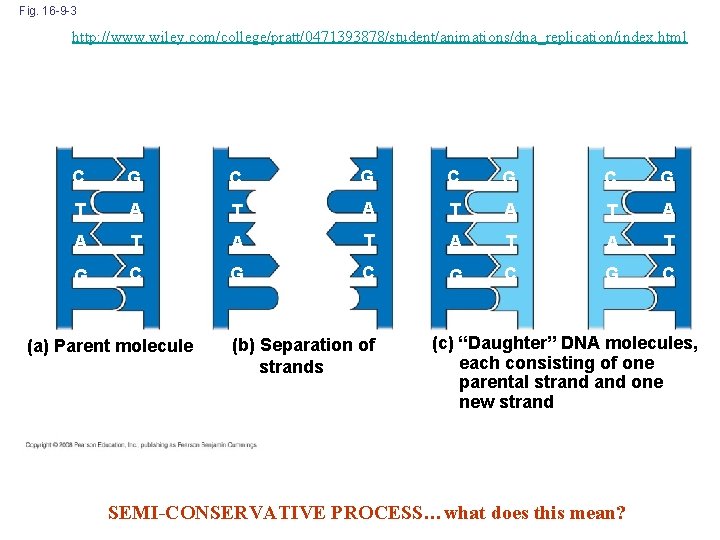 Fig. 16 -9 -3 http: //www. wiley. com/college/pratt/0471393878/student/animations/dna_replication/index. html A T A T C