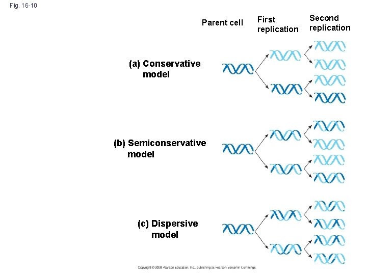 Fig. 16 -10 Parent cell (a) Conservative model (b) Semiconservative model (c) Dispersive model