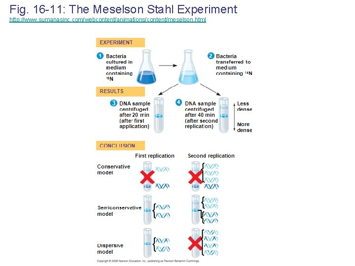 Fig. 16 -11: The Meselson Stahl Experiment http: //www. sumanasinc. com/webcontent/animations/content/meselson. html 