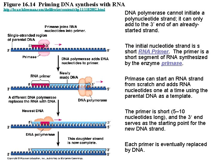 Figure 16. 14 Priming DNA synthesis with RNA http: //bcs. whfreeman. com/thelifewire/content/chp 11/1102002. html