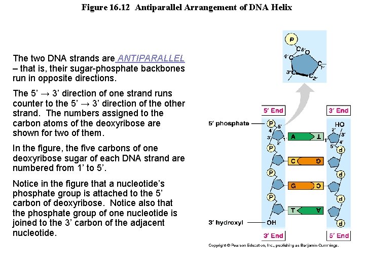 Figure 16. 12 Antiparallel Arrangement of DNA Helix The two DNA strands are ANTIPARALLEL