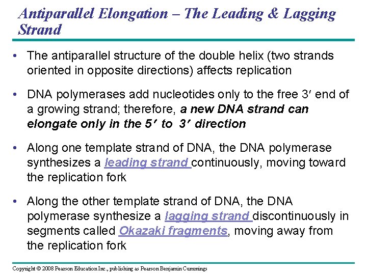 Antiparallel Elongation – The Leading & Lagging Strand • The antiparallel structure of the