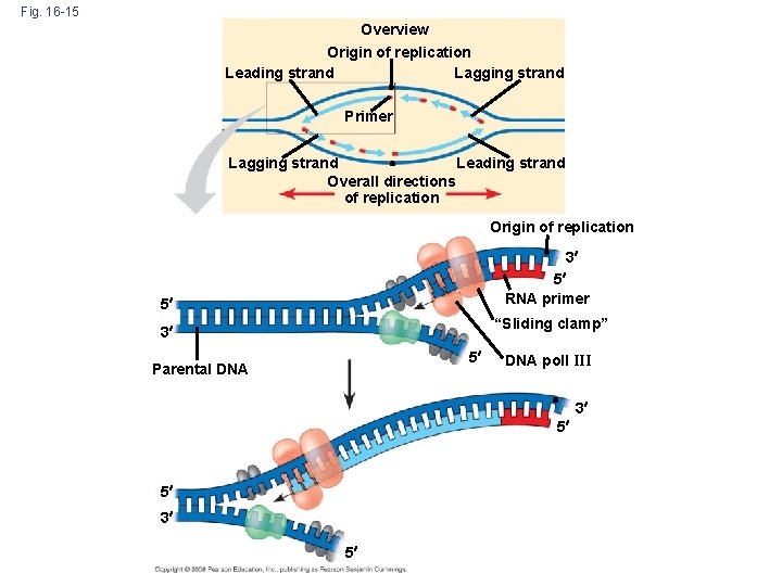 Fig. 16 -15 Overview Origin of replication Leading strand Lagging strand Primer Lagging strand