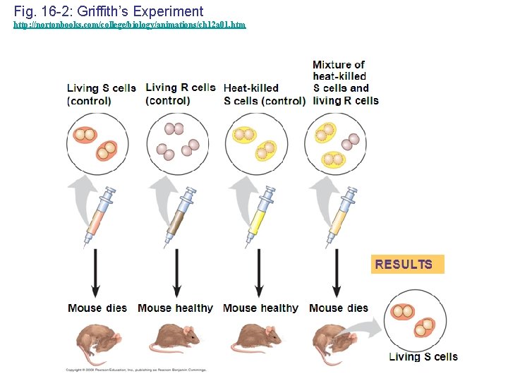 Fig. 16 -2: Griffith’s Experiment http: //nortonbooks. com/college/biology/animations/ch 12 a 01. htm 