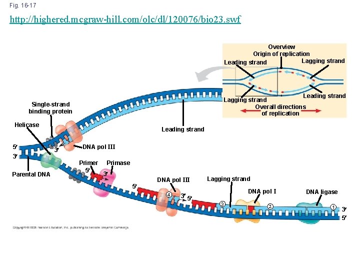 Fig. 16 -17 http: //highered. mcgraw-hill. com/olc/dl/120076/bio 23. swf Overview Origin of replication Lagging