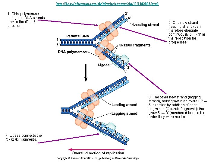 http: //bcs. whfreeman. com/thelifewire/content/chp 11/1102003. html 1. DNA polymerase elongates DNA strands only in