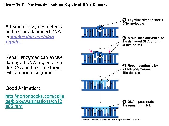 Figure 16. 17 Nucleotide Excision Repair of DNA Damage A team of enzymes detects