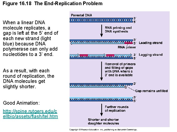 Figure 16. 18 The End-Replication Problem When a linear DNA molecule replicates, a gap