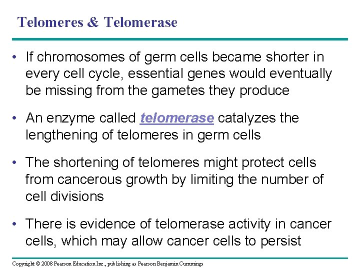 Telomeres & Telomerase • If chromosomes of germ cells became shorter in every cell