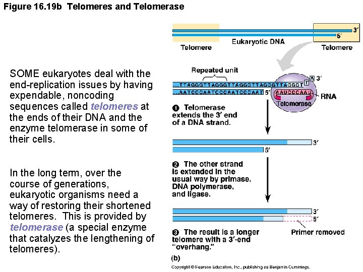 Figure 16. 19 b Telomeres and Telomerase SOME eukaryotes deal with the end-replication issues