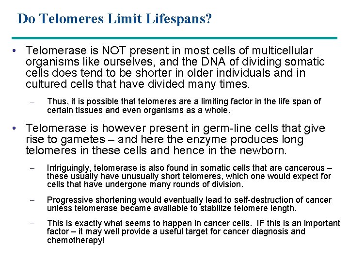 Do Telomeres Limit Lifespans? • Telomerase is NOT present in most cells of multicellular