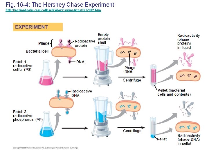 Fig. 16 -4: The Hershey Chase Experiment http: //nortonbooks. com/college/biology/animations/ch 12 a 02. htm