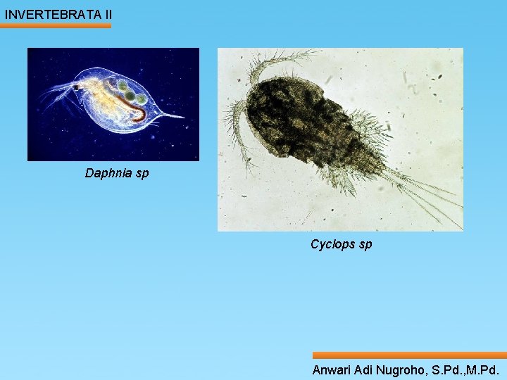 INVERTEBRATA II ____ Click__to____ edit Master _____ text styles ______ _____ Daphnia sp _____