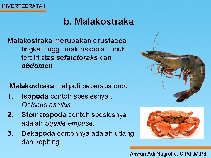 INVERTEBRATA II b. Malakostraka merupakan crustacea tingkat tinggi, makroskopis, tubuh _____atas sefalotoraks Second terdiri