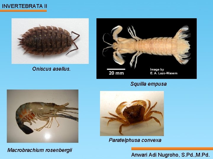 INVERTEBRATA II ____ Click__to____ edit Master _____ text styles ______ _____ Oniscus asellus. _____