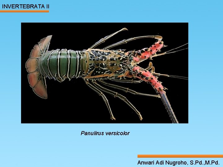 INVERTEBRATA II ____ Click__to____ edit Master _____ text styles ______ _____ _____ Second level