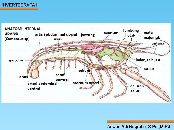 INVERTEBRATA II ____ Click__to____ edit Master _____ text styles ______ _____ _____ 16/01/2022 Second