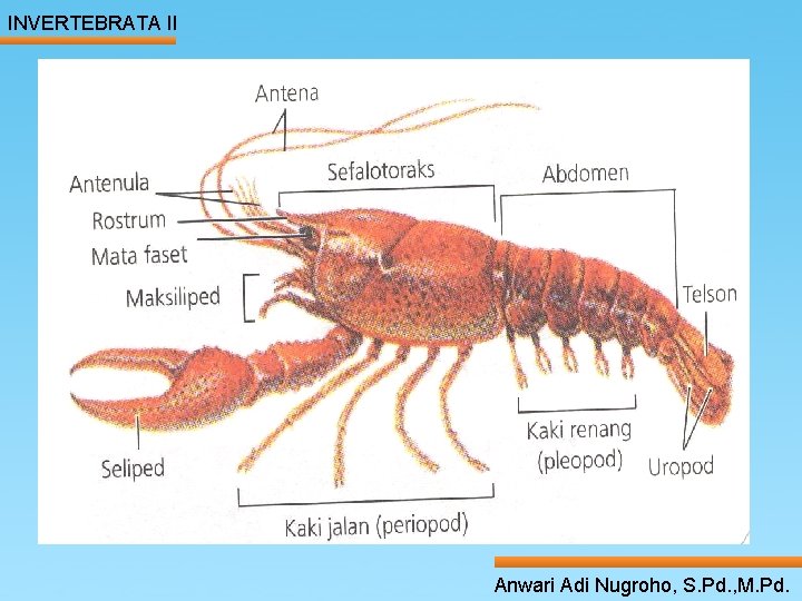 INVERTEBRATA II ____ Click__to____ edit Master _____ text styles ______ _____ _____ 16/01/2022 Second