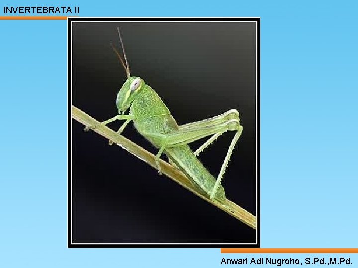 INVERTEBRATA II ____ Click__to____ edit Master _____ text styles ______ _____ _____ 16/01/2022 Second