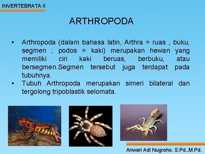INVERTEBRATA II ARTHROPODA • Arthropoda (dalam bahasa latin, Arthra = ruas , buku, ____