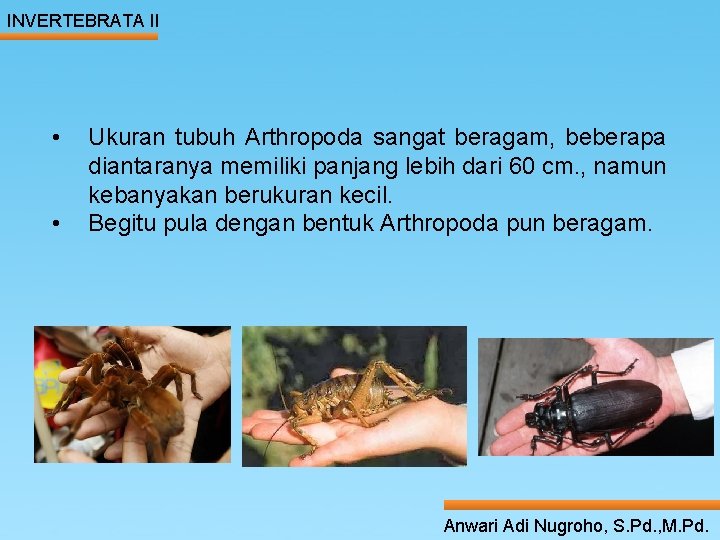 INVERTEBRATA II • Ukuran tubuh Arthropoda sangat beragam, beberapa diantaranya memiliki panjang lebih dari