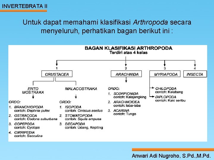 INVERTEBRATA II Untuk dapat memahami klasifikasi Arthropoda secara menyeluruh, perhatikan bagan berikut ini :