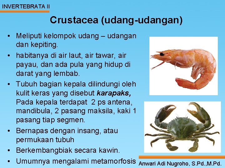INVERTEBRATA II Crustacea (udang-udangan) • Meliputi kelompok udang – udangan dan kepiting. • habitanya