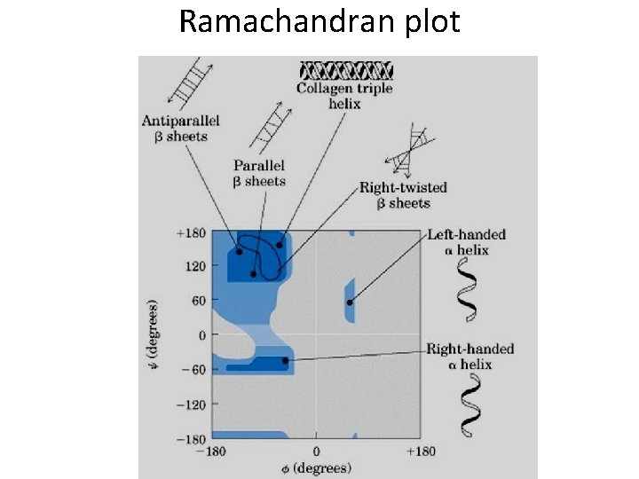 Ramachandran plot 