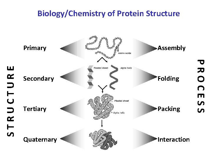 Primary Assembly Secondary Folding Tertiary Packing Quaternary Interaction PROCESS STRUCTURE Biology/Chemistry of Protein Structure