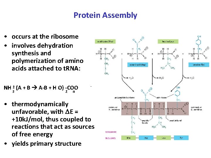 Protein Assembly • occurs at the ribosome • involves dehydration synthesis and polymerization of