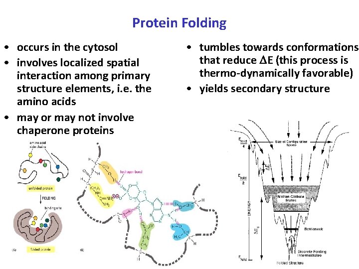 Protein Folding • occurs in the cytosol • involves localized spatial interaction among primary