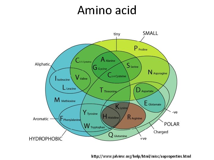 Amino acid http: //www. jalview. org/help/html/misc/aaproperties. html 