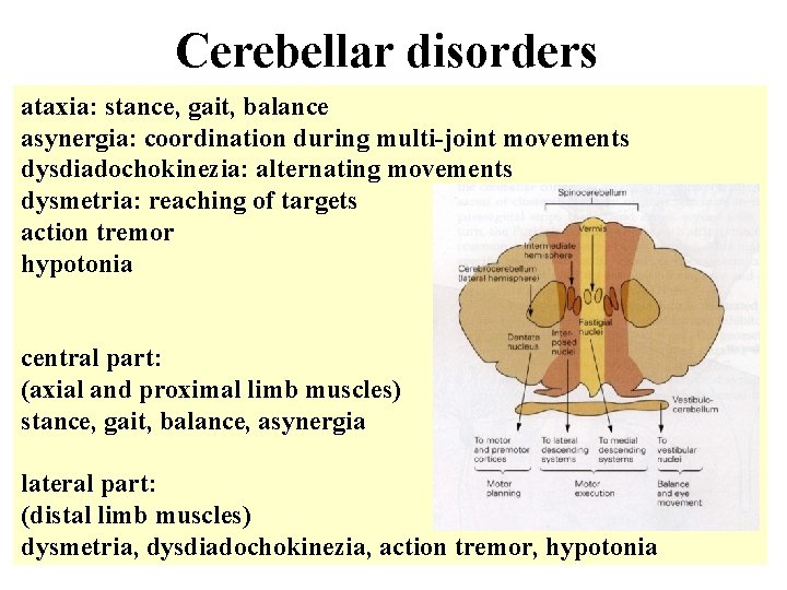 Cerebellar disorders ataxia: stance, gait, balance asynergia: coordination during multi-joint movements dysdiadochokinezia: alternating movements Cerebellar disorders ataxia: stance, gait, balance asynergia: coordination during multi-joint movements dysdiadochokinezia: alternating movements