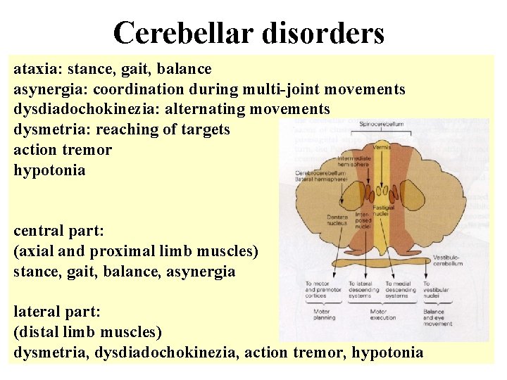 Cerebellar disorders ataxia: stance, gait, balance asynergia: coordination during multi-joint movements dysdiadochokinezia: alternating movements
