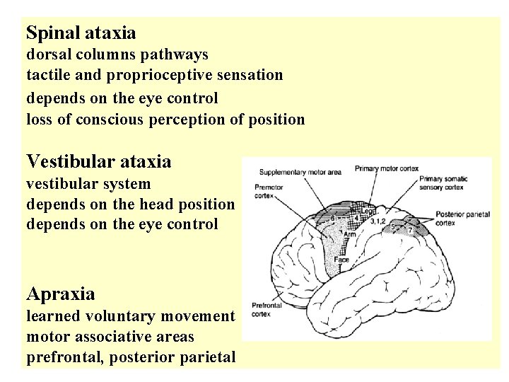 Spinal ataxia dorsal columns pathways tactile and proprioceptive sensation depends on the eye control