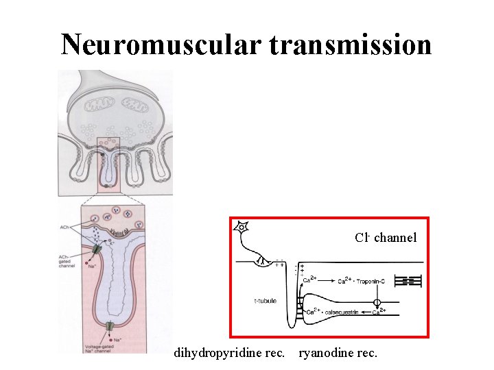 Neuromuscular transmission Cl- channel dihydropyridine rec. ryanodine rec. 