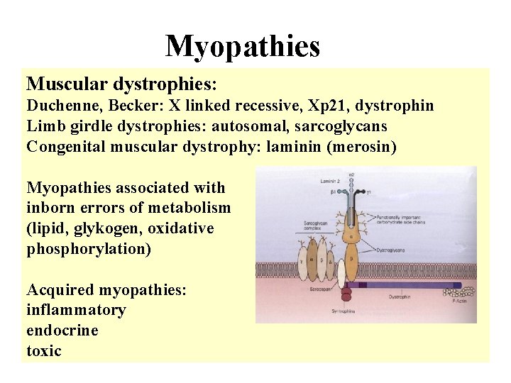 Myopathies Muscular dystrophies: Duchenne, Becker: X linked recessive, Xp 21, dystrophin Limb girdle dystrophies: