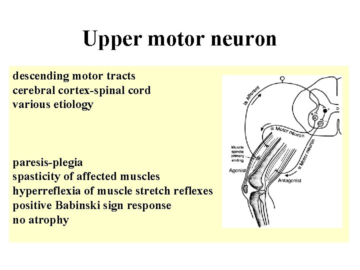 Upper motor neuron descending motor tracts cerebral cortex-spinal cord various etiology paresis-plegia spasticity of Upper motor neuron descending motor tracts cerebral cortex-spinal cord various etiology paresis-plegia spasticity of