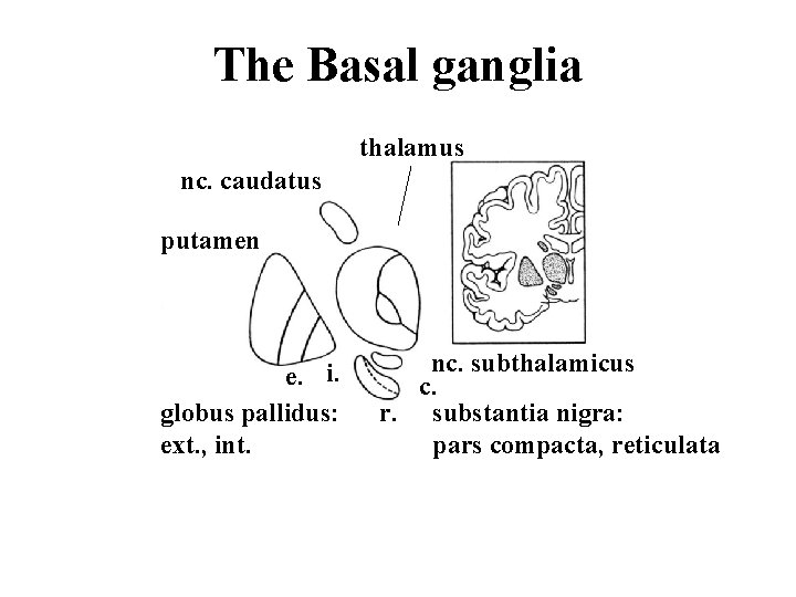 The Basal ganglia thalamus nc. caudatus putamen e. i. globus pallidus: ext. , int.