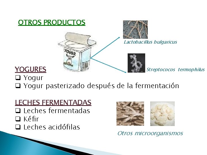 OTROS PRODUCTOS Lactobacillus bulgaricus Streptococos termophilus YOGURES q Yogur pasterizado después de la fermentación