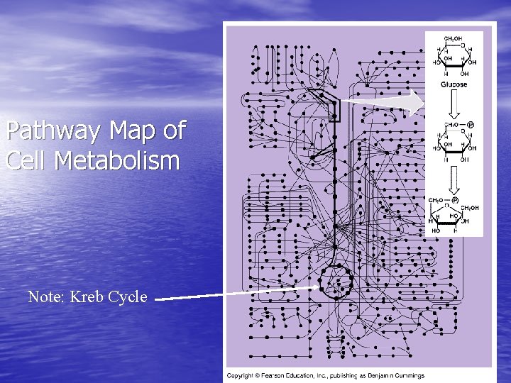 Pathway Map of Cell Metabolism Note: Kreb Cycle 