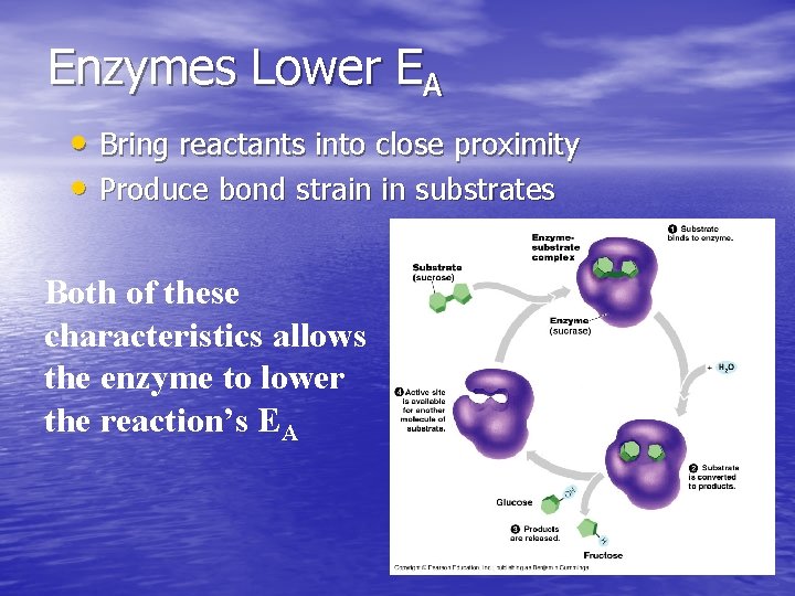 Enzymes Lower EA • Bring reactants into close proximity • Produce bond strain in