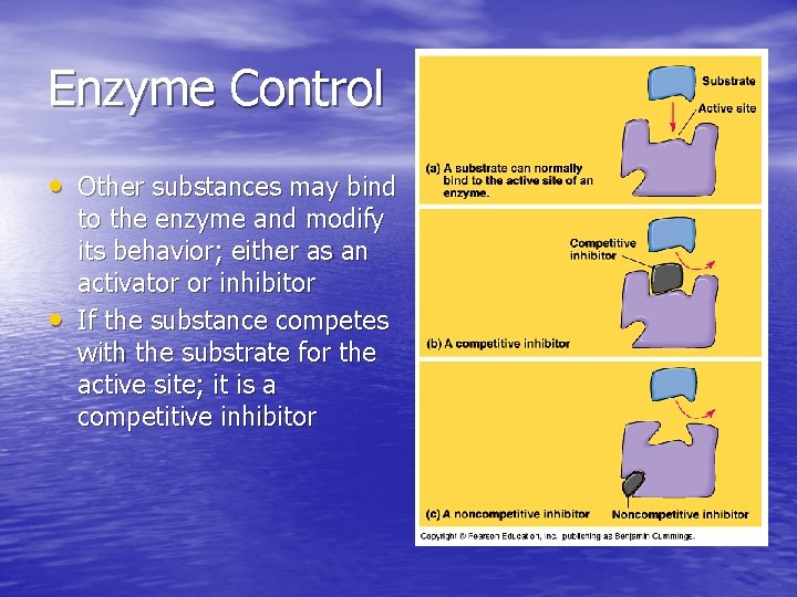 Enzyme Control • Other substances may bind • to the enzyme and modify its