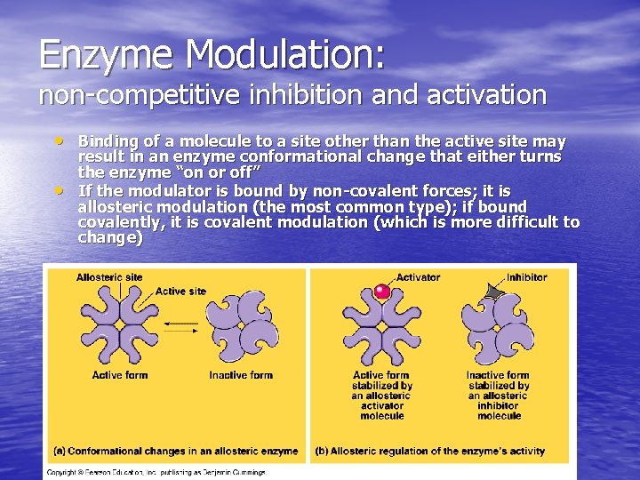 Enzyme Modulation: non-competitive inhibition and activation • Binding of a molecule to a site